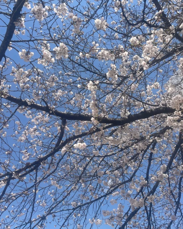 ルミナスの近くの公園⛲️
桜が綺麗でお昼休みにお散歩🌸

#就労継続支援Ｂ型作業所#東大阪#俊徳道#長瀬#障害者支援#ホットドッグカフェ#テイクアウトカフェ#ルミナス#利用者様募集中